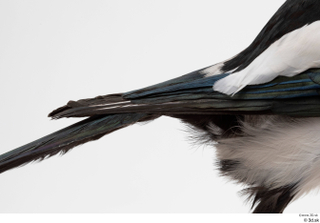 Common magpie Pica pica tail 0002.jpg